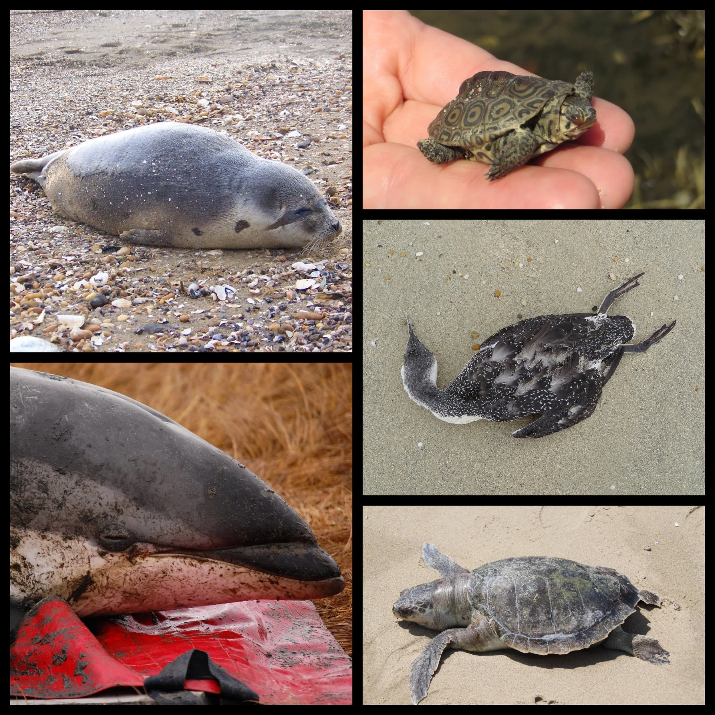 What to do if you find an Injured animal — Save Coastal Wildlife