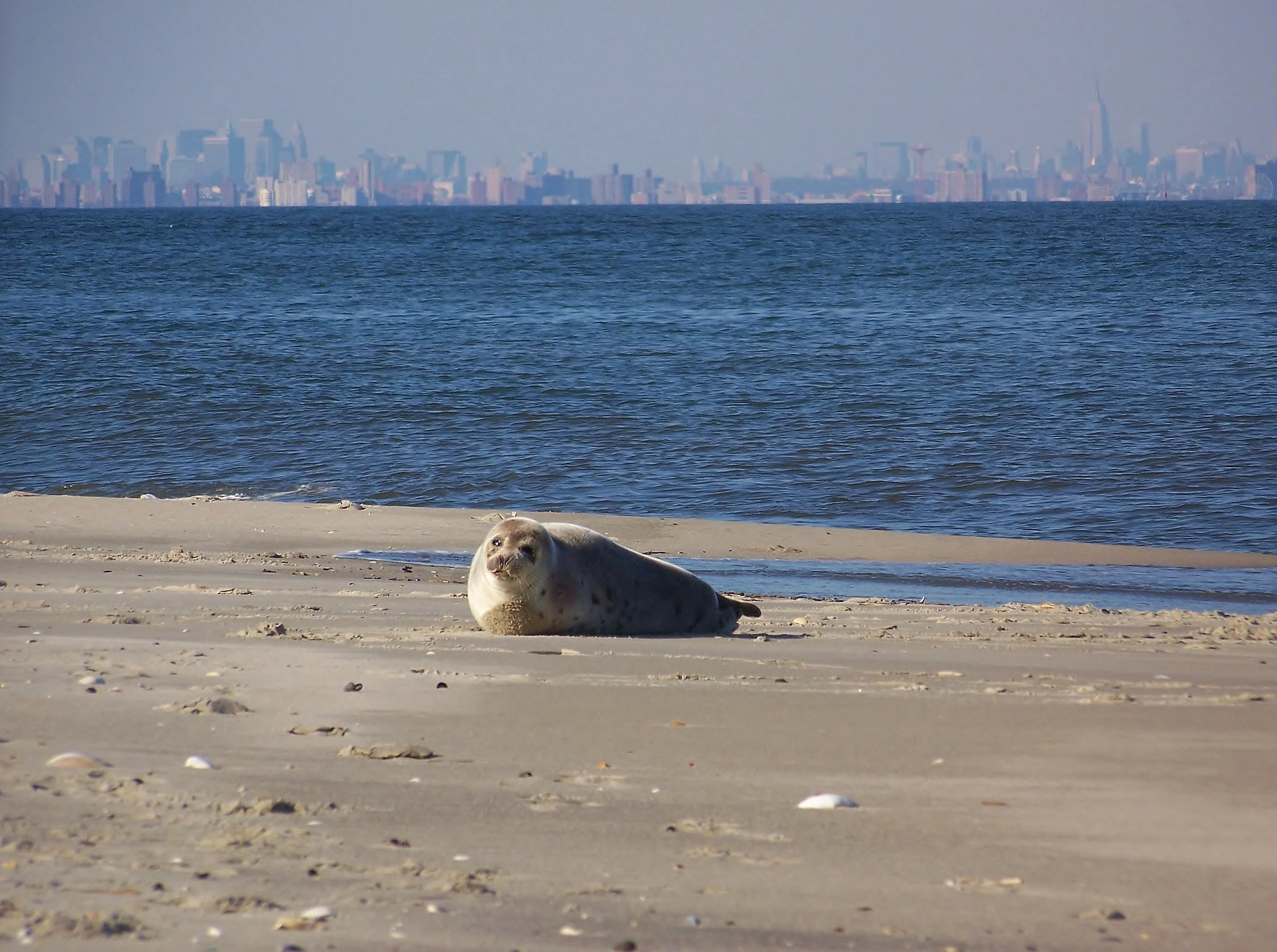 A juvenile harp seal resting on a sandy beach downstream from New York City.