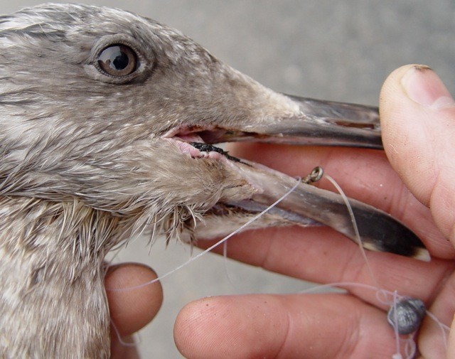 Fishing line is a death trap for coastal wildlife — Save Coastal