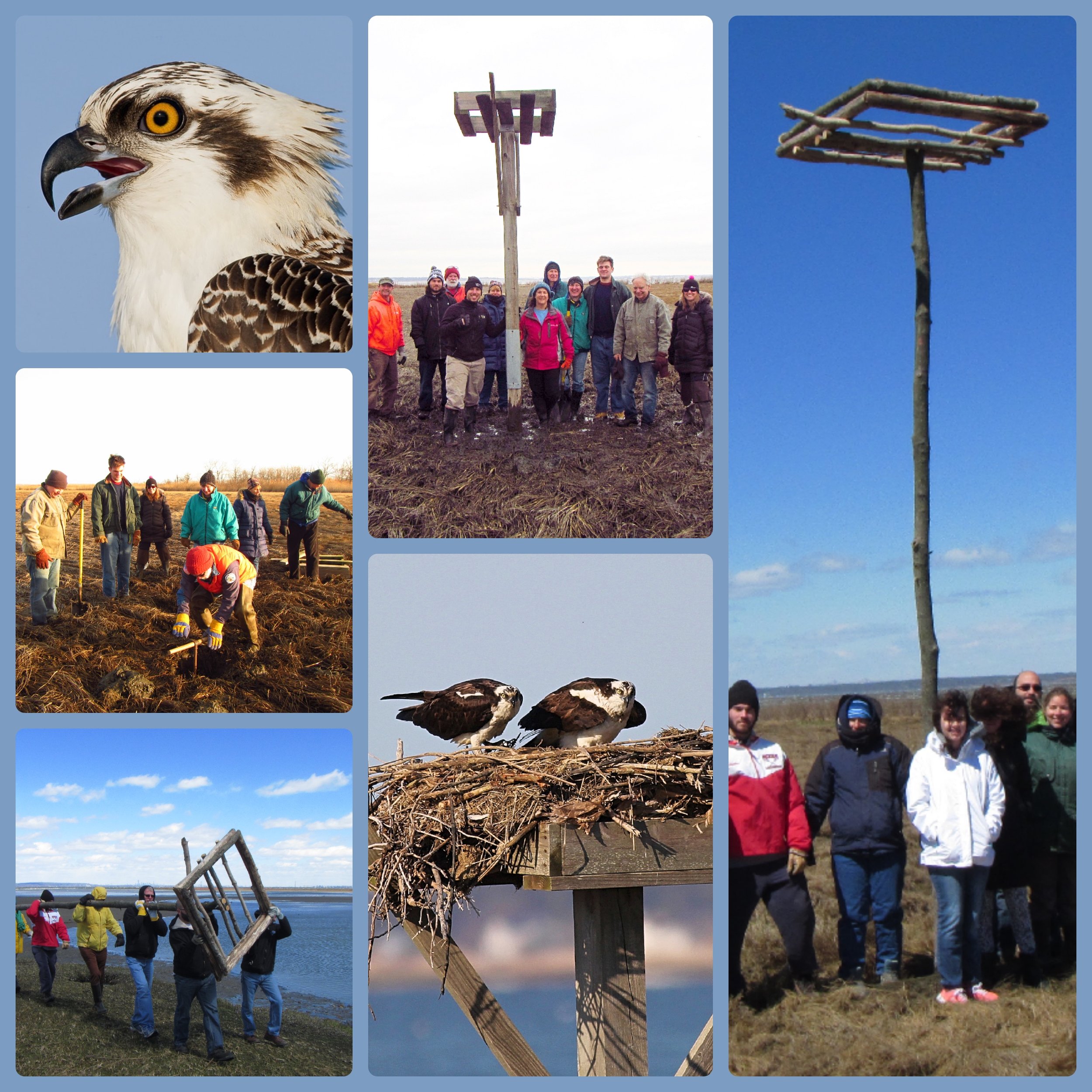 Collage_Fotorosprey.jpg