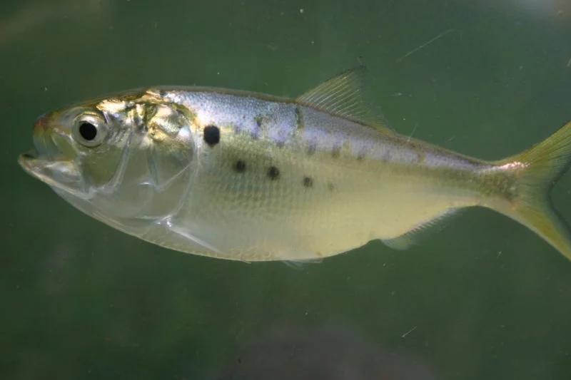 Brevoortia_tyrannus1.jpg