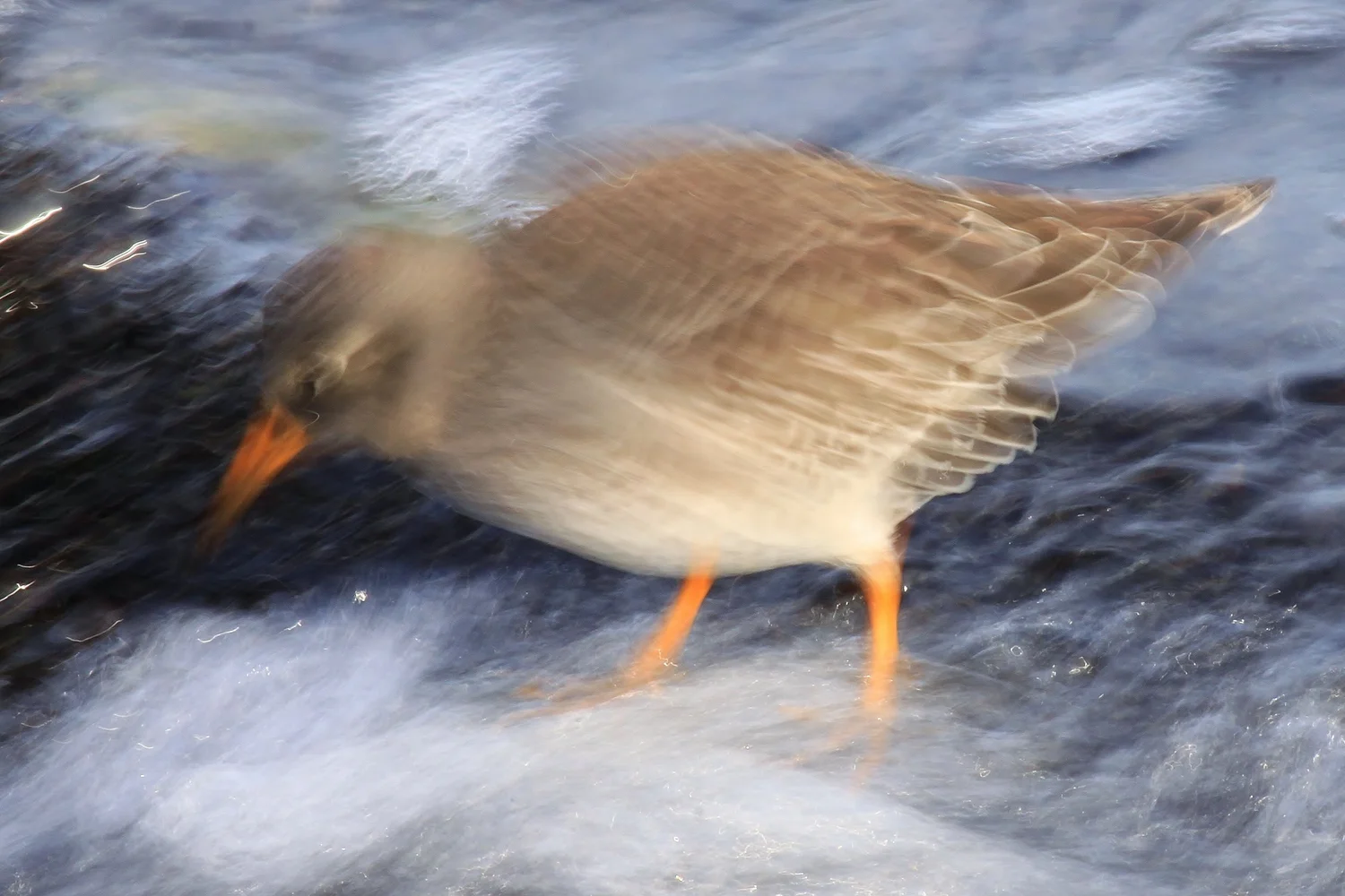 Save Shorebirds — Save Coastal Wildlife