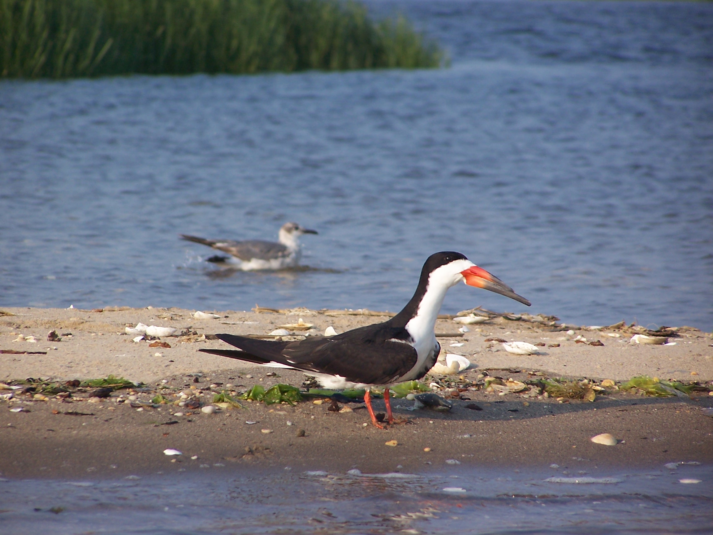 Black Skimmer