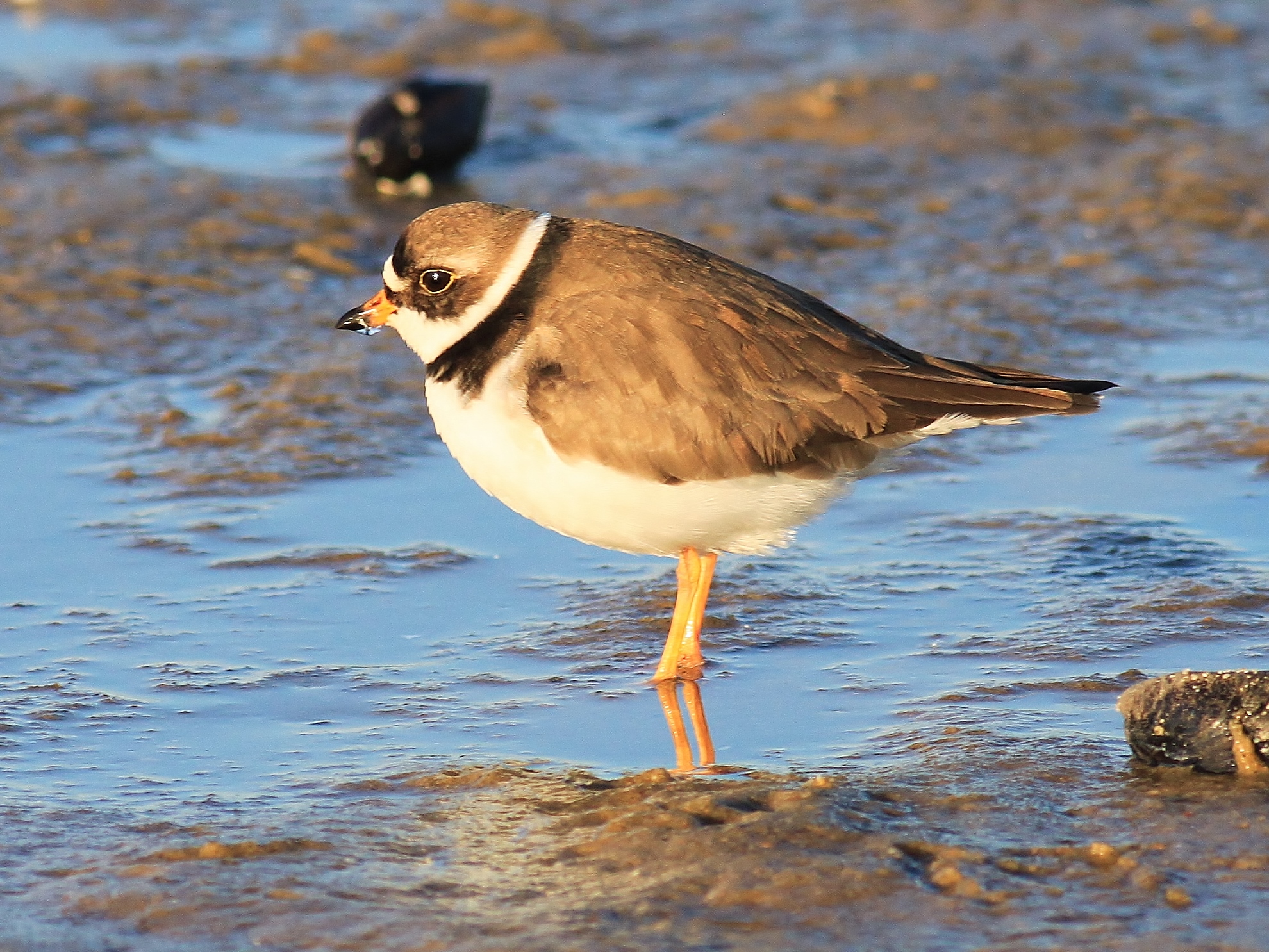 Semipalmated Sandpiper