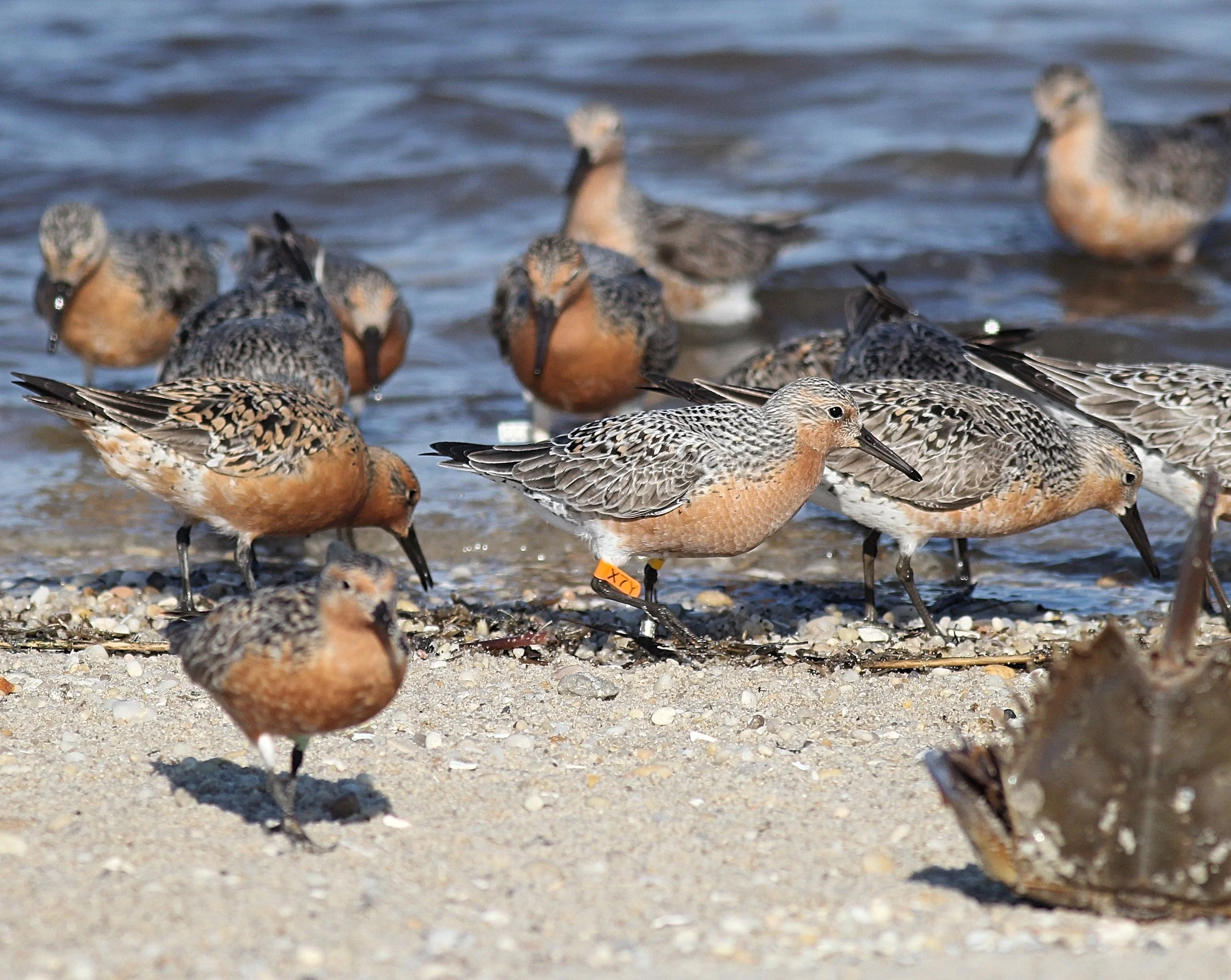 Red Knot