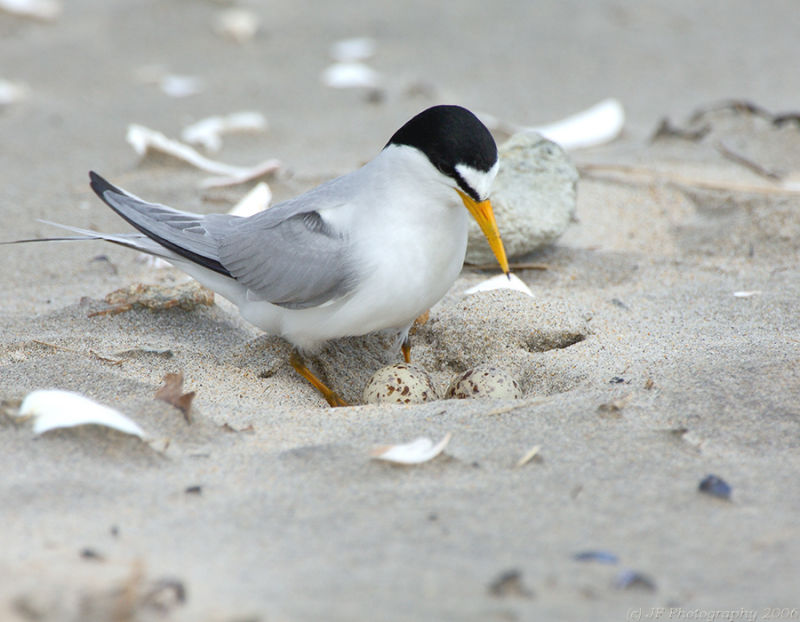 Least Tern