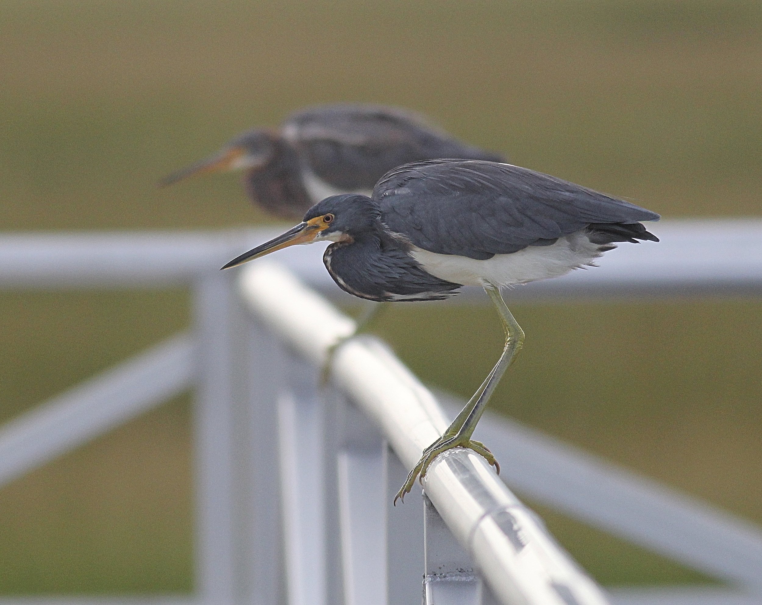 Tricolored Heron