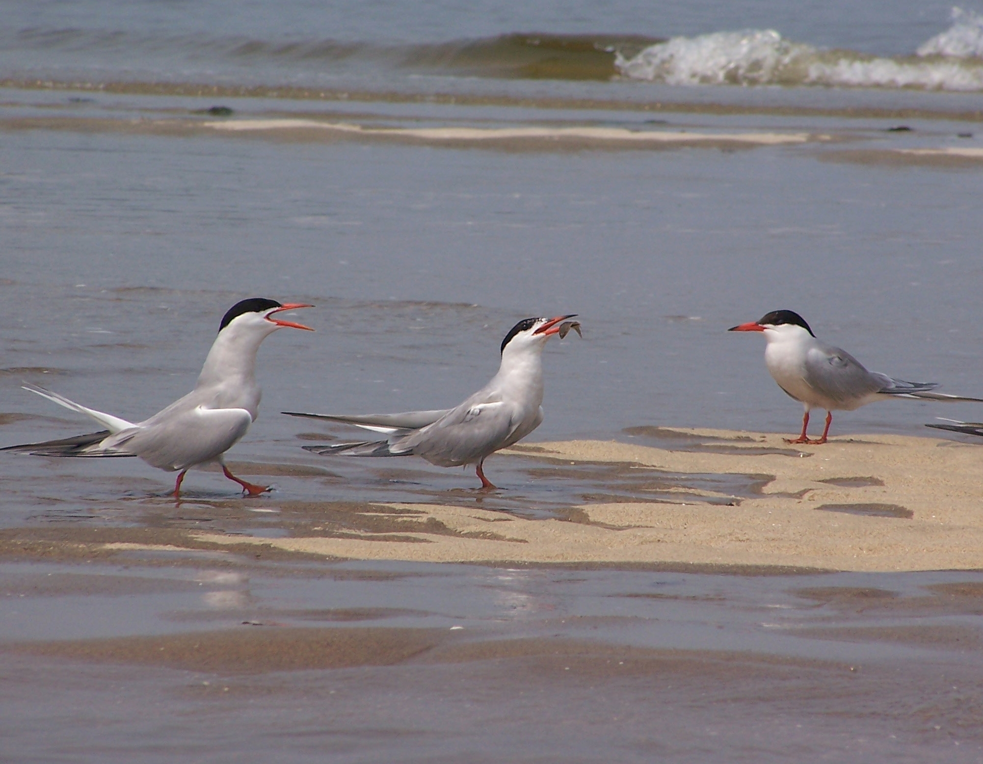 Common Terns