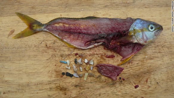 plastic-debris-in-fish.jpg