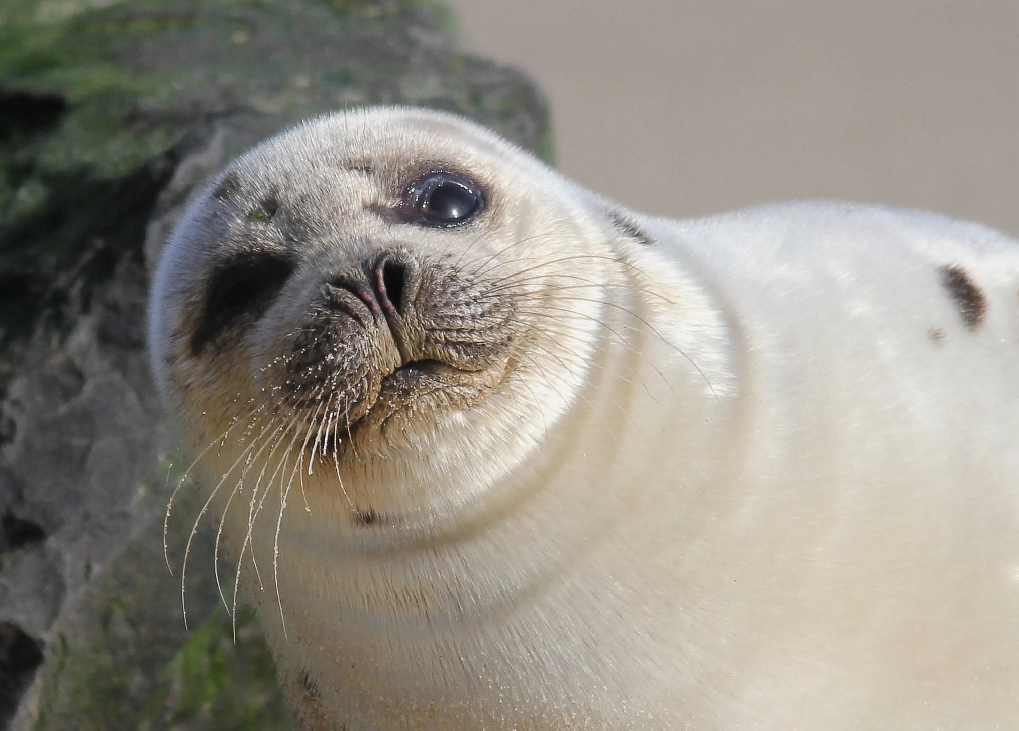 Juvenile Harp Seal resting on a beach in Middletown Township, New Jersey