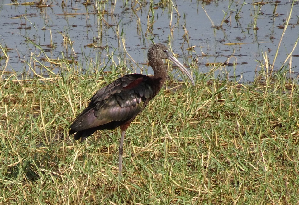 Glossy Ibis