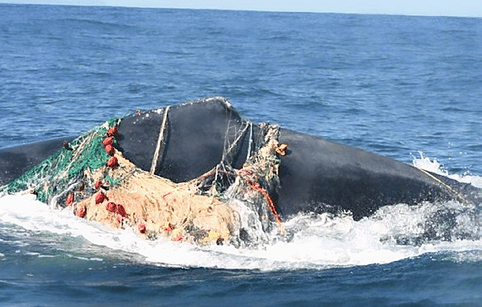 Humpback-whale-Megaptera-novaeangliae-entangled-in-net-and-rope-Image-credit_Fotor.png