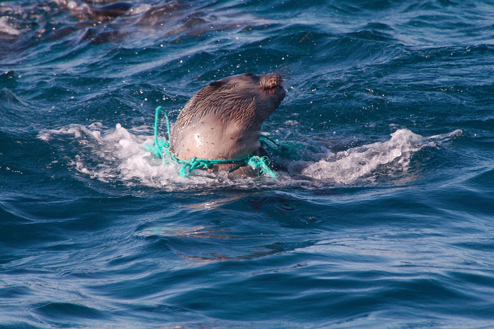 Stop Ghost Fishing — Save Coastal Wildlife