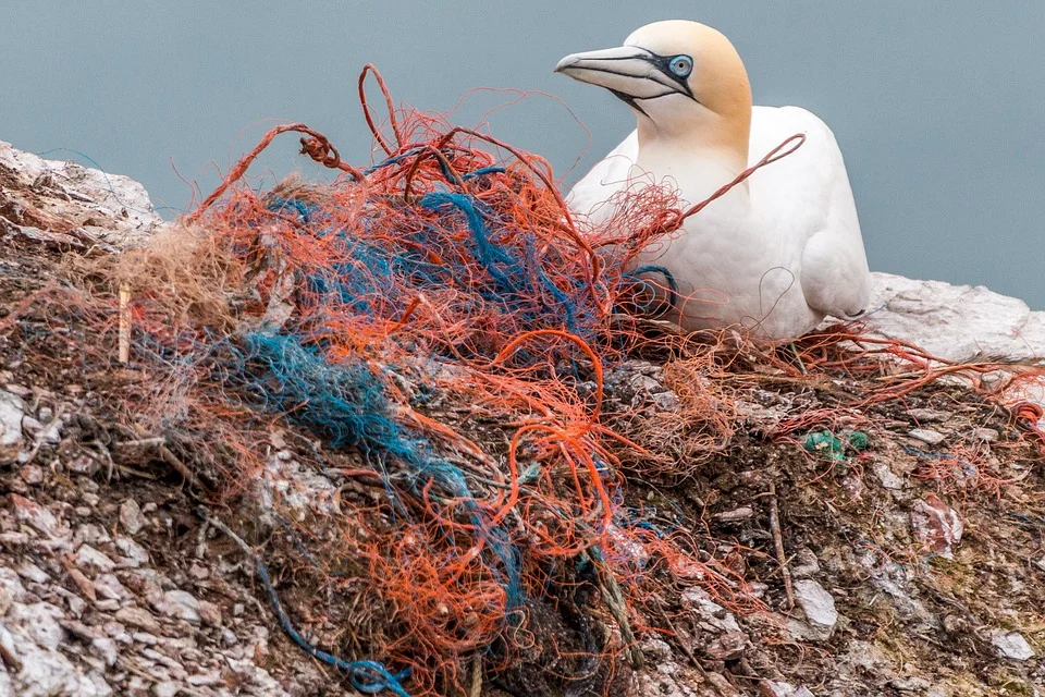 Stop Ghost Fishing — Save Coastal Wildlife