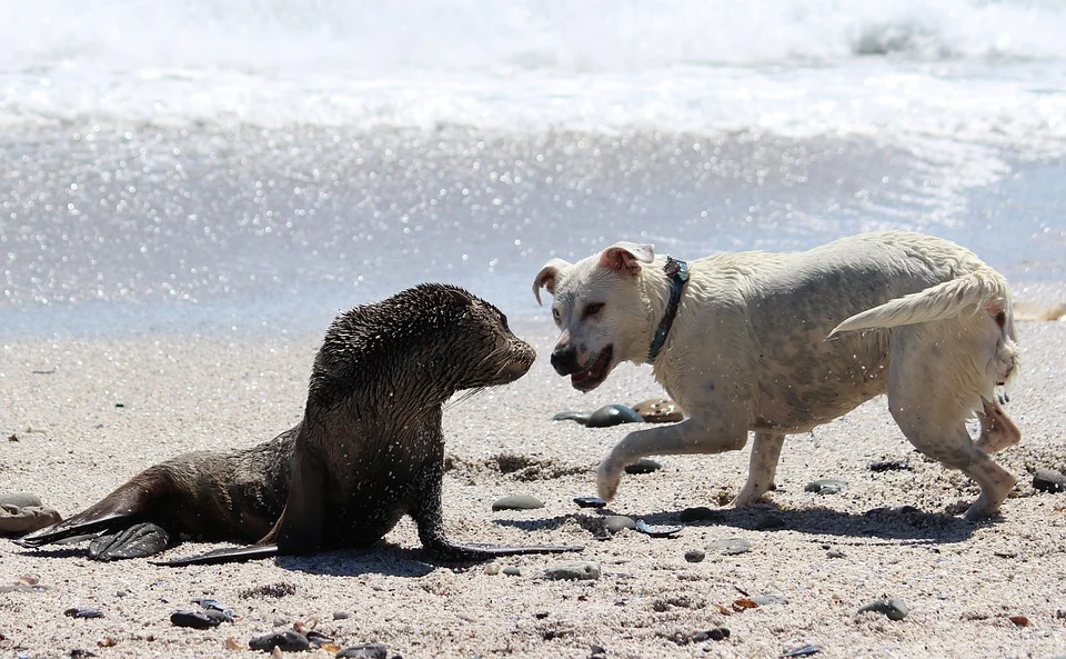 Wild animals and domesticated animals often do not mix well. Please make sure to keep your pet dog(s) away from wild animals on the beach!