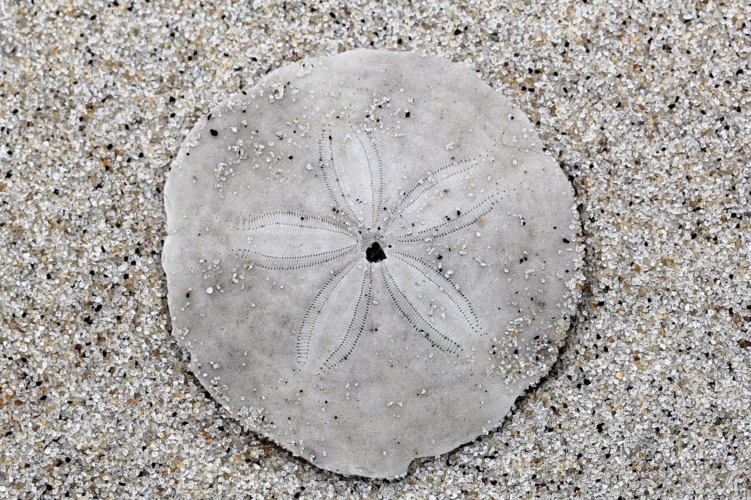 Sand Dollar