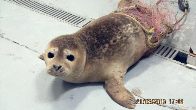 seal+caught+in+net+final.jpg