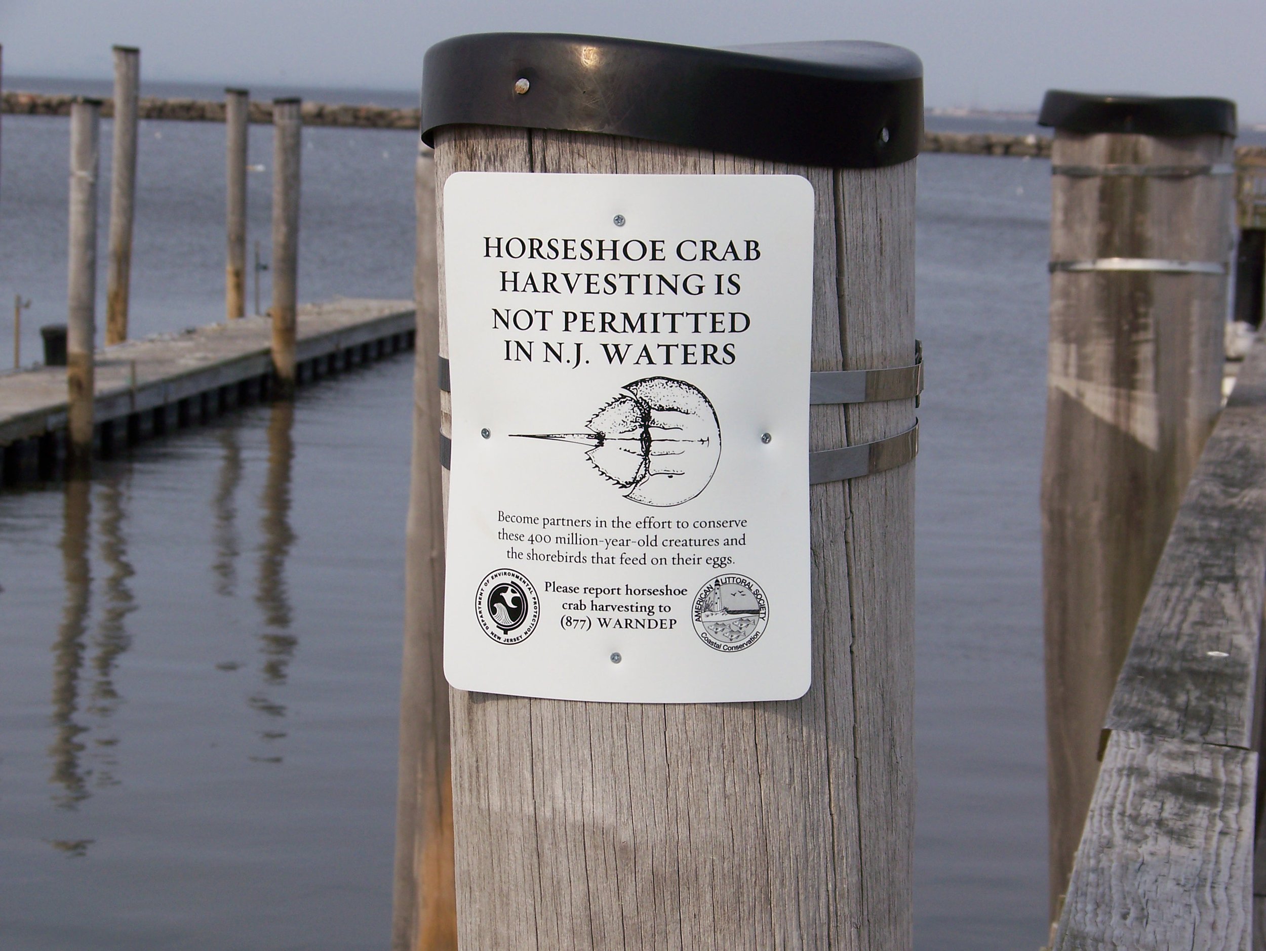 Save Horseshoe Crabs in New York Harbor — Save Coastal Wildlife