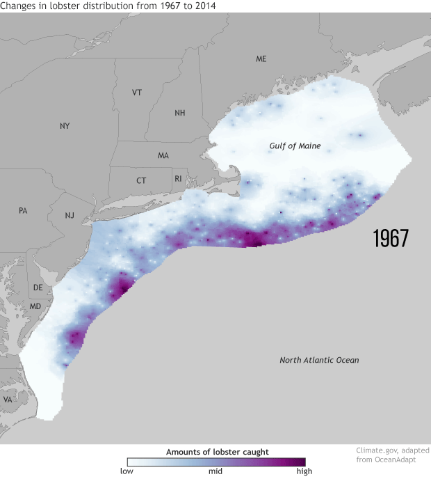 lobster-distribution-in-gulf-of-maine-1967-2014-animated.gif