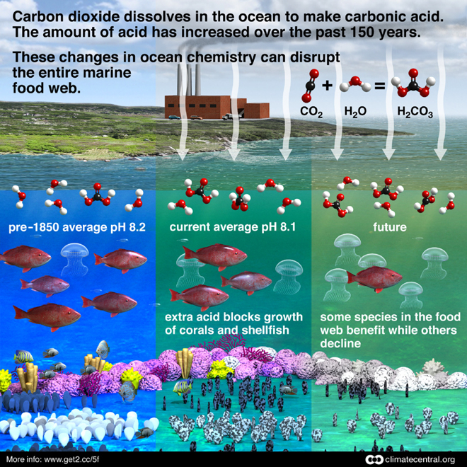 Ocean Acidification — Save Coastal Wildlife