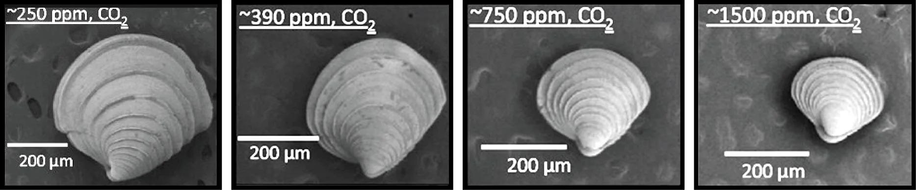 f11-clams-hi.jpg