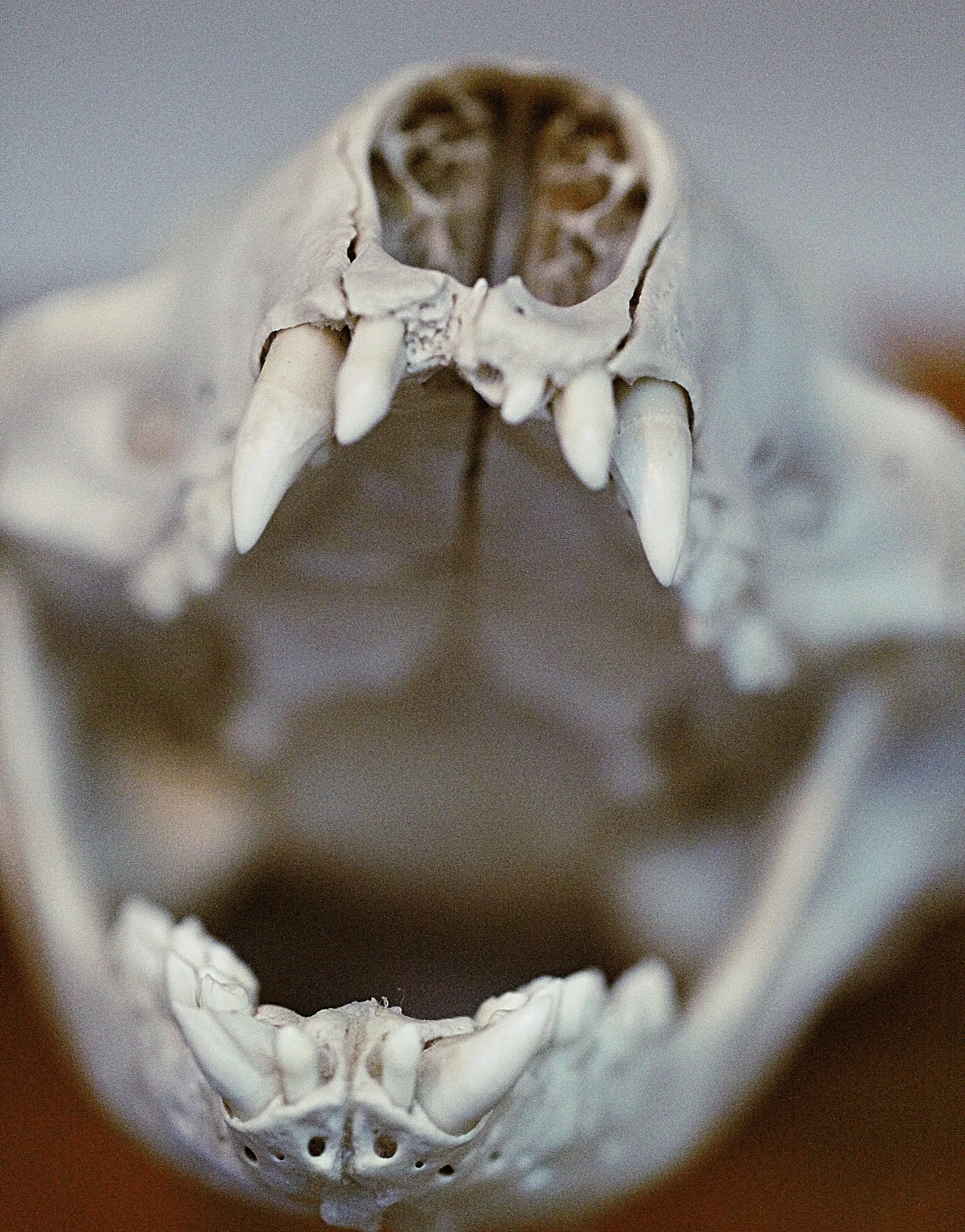 SEALS MAY LOOK CUTE, BUT THEY HAVE SHARP TEETH & A POWERFUL BITE. DO NOT GET CLOSE.