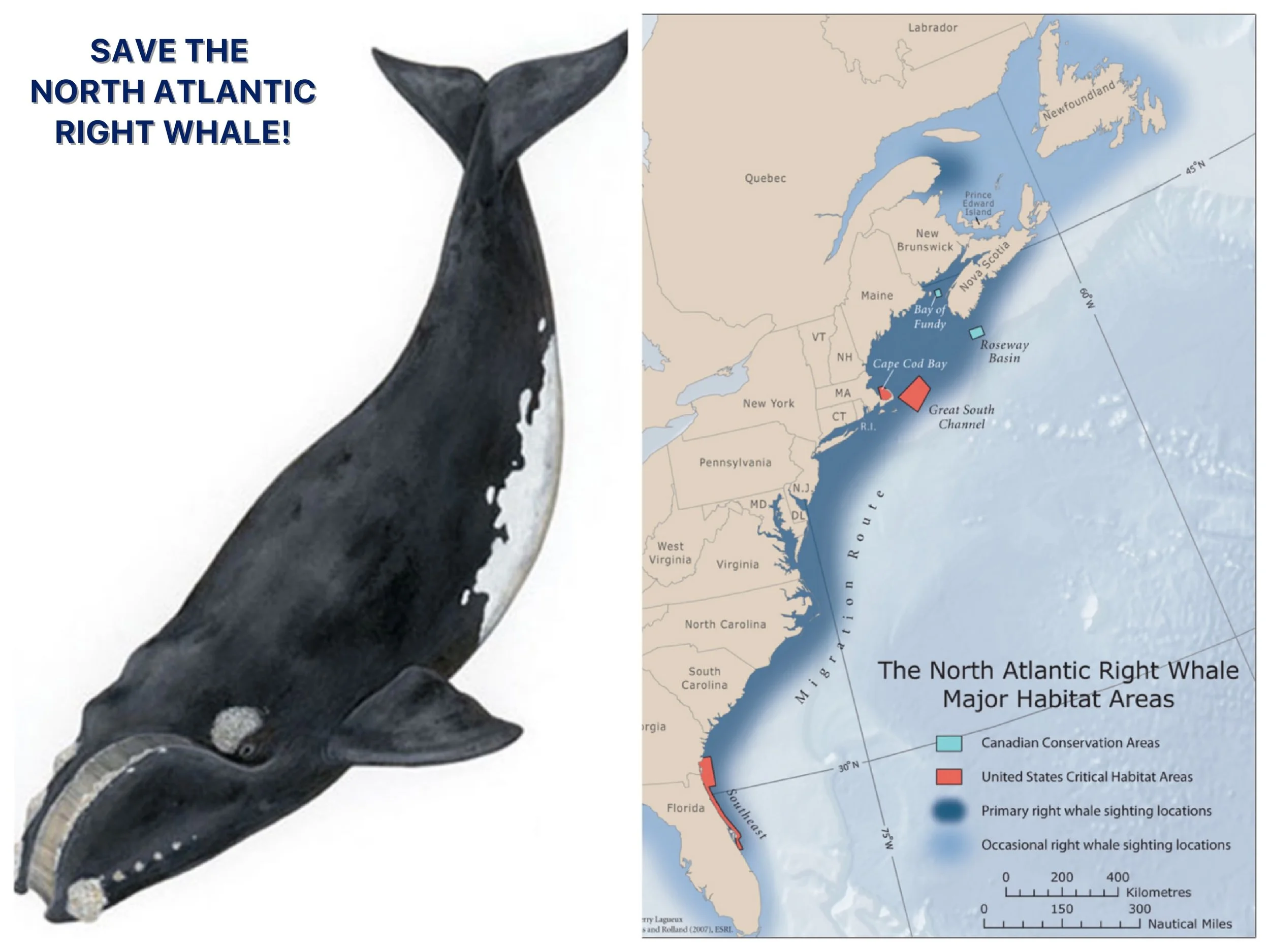 The North Atlantic right whale ( Eubalaena glacialis) is one of the world’s most endangered large whale species, with only around 450 remaining on the planet. According to NOAA , along with entanglement in fishing lines , vessel strikes are a major threat to North Atlantic right whales. A right whale’s habitat and migration routes are close to major ports along the Atlantic seaboard and often overlap with shipping lanes, making the whales vulnerable to collisions with ships. In addition, underwater noise pollution interrupts the normal behavior of right whales and interferes with their communication.
