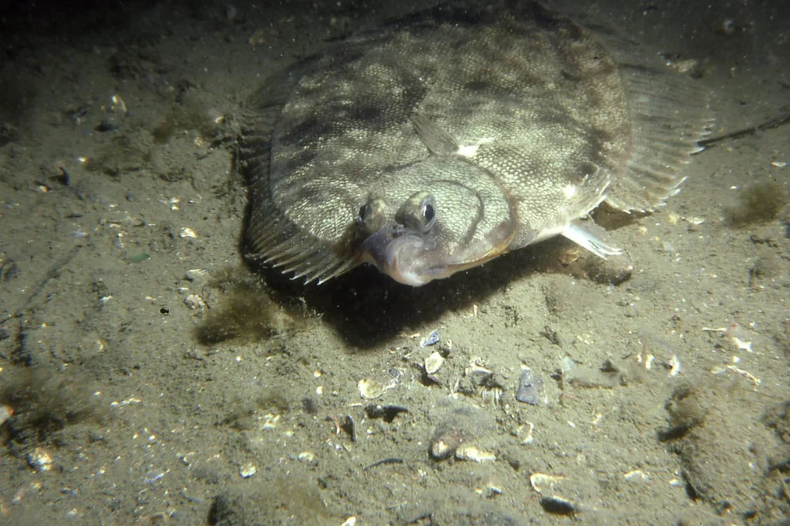 Winter flounder ( Pseudopleuronectes americanus ) in Narragansett Bay. Credit: Jerry Prezioso, NEFSC/NOAA