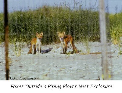 Developments near beaches provide food that attracts increased numbers of predators such as raccoons, skunks, and foxes. Photo: US Fish & Wildlife