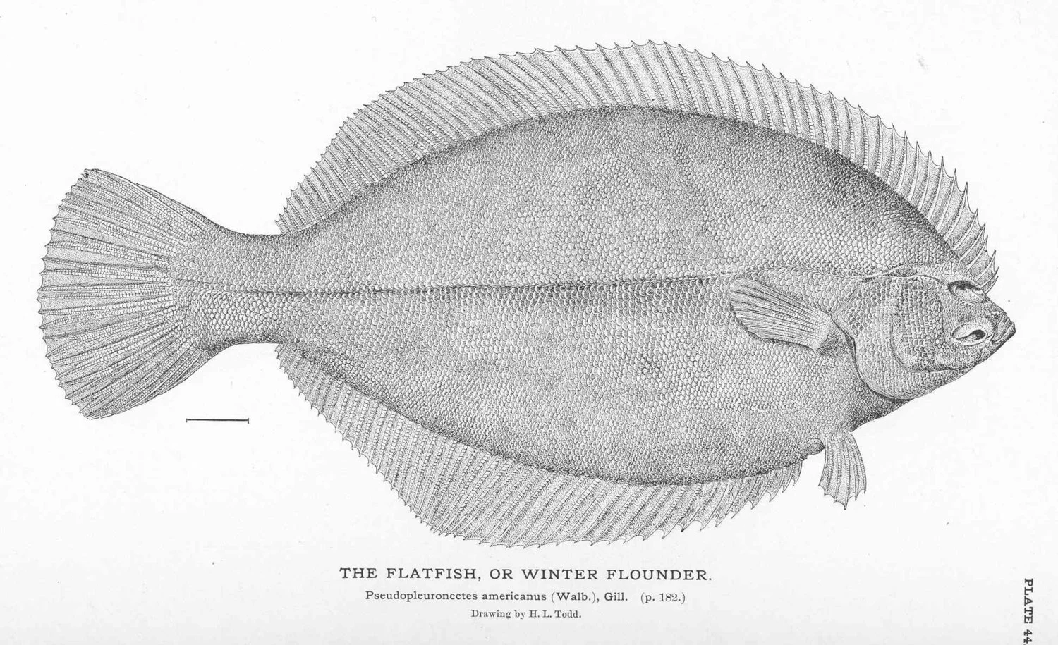Pseudopleuronectes americanus ,