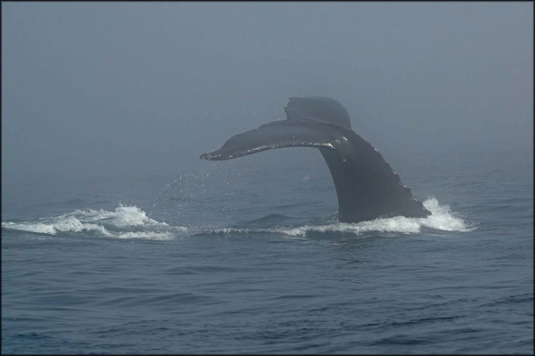 whale6.jpg