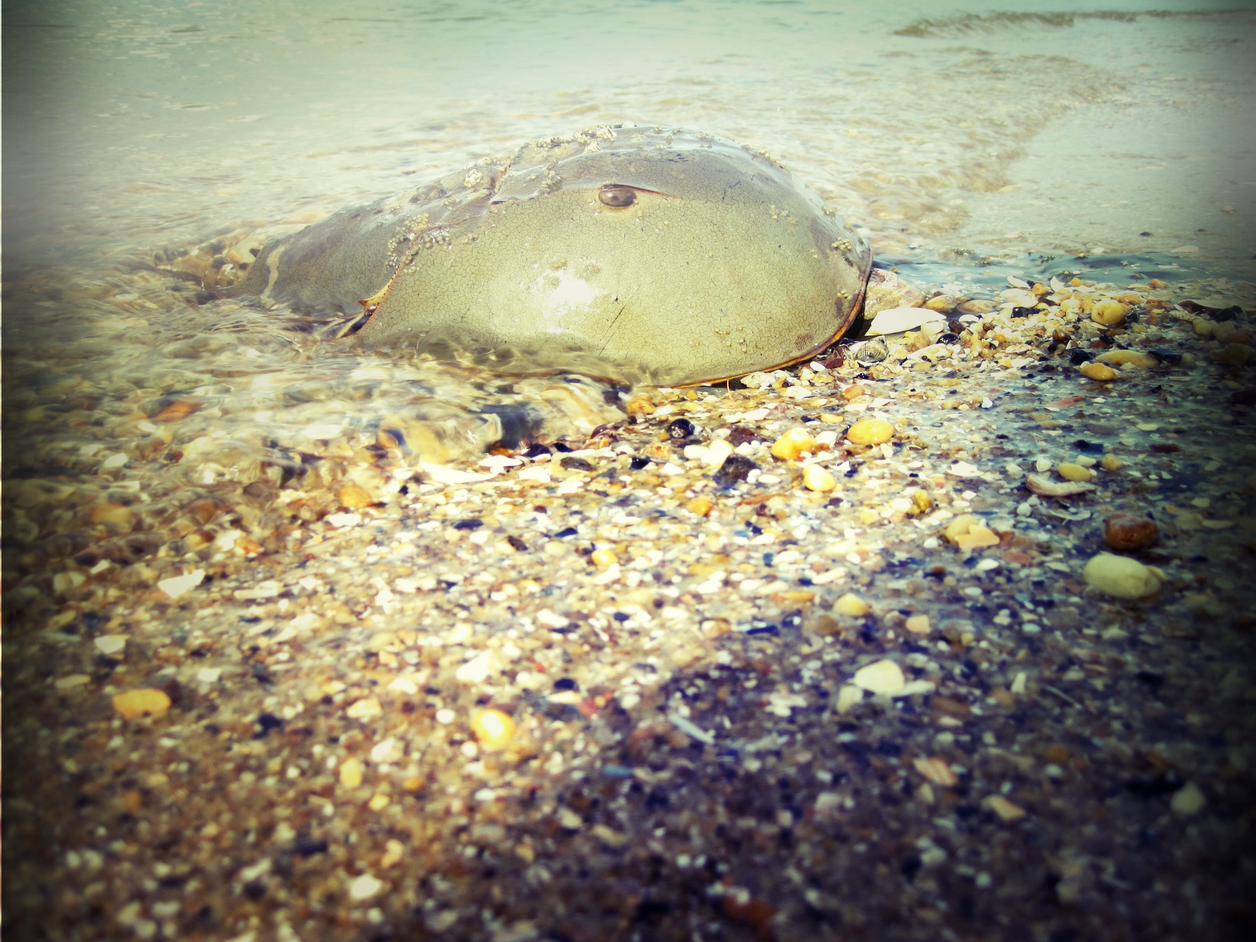 Horseshoe Crab Walk — Save Coastal Wildlife