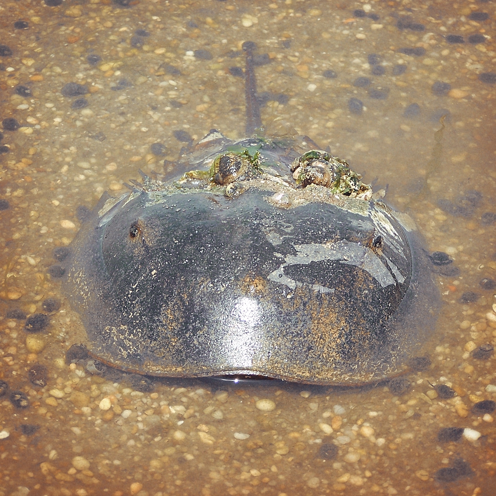 largest horseshoe crab in the world
