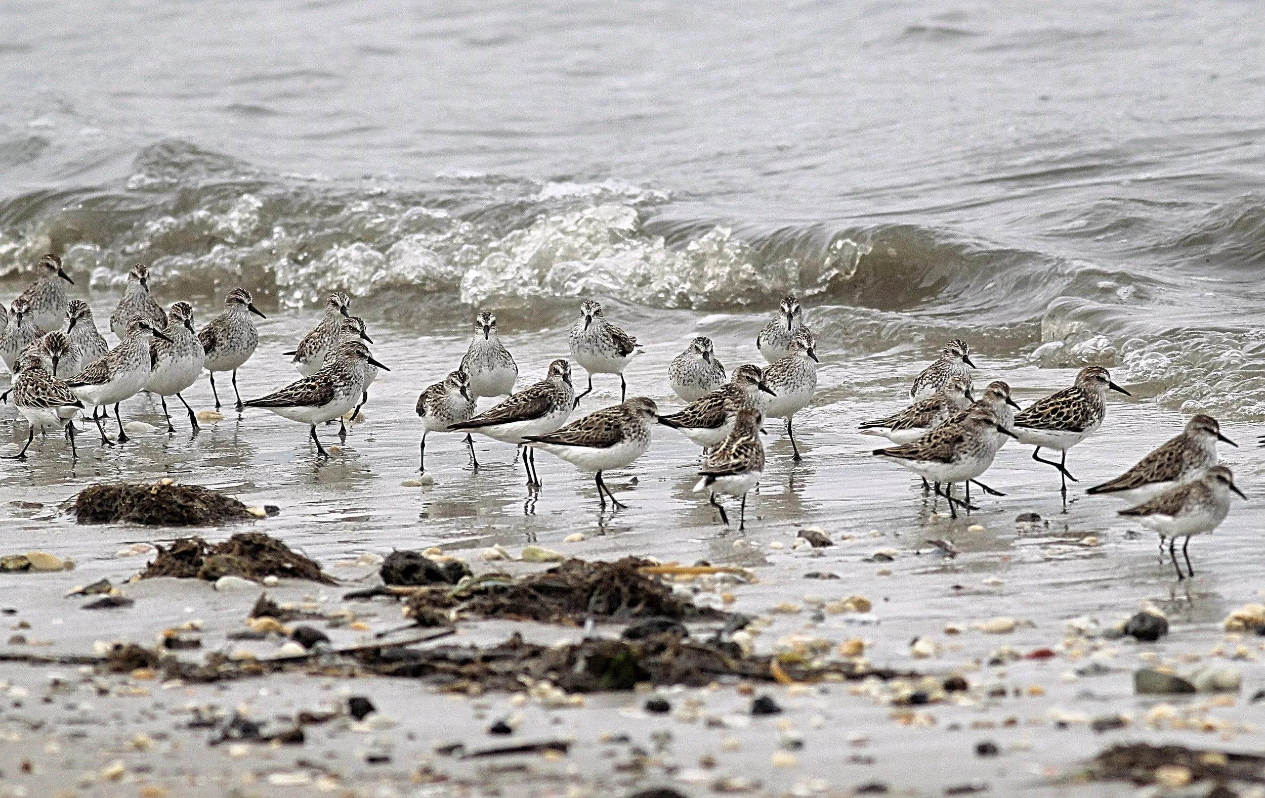 Migrating Semipalmated Sandpipers in Delaware Bay, NJ