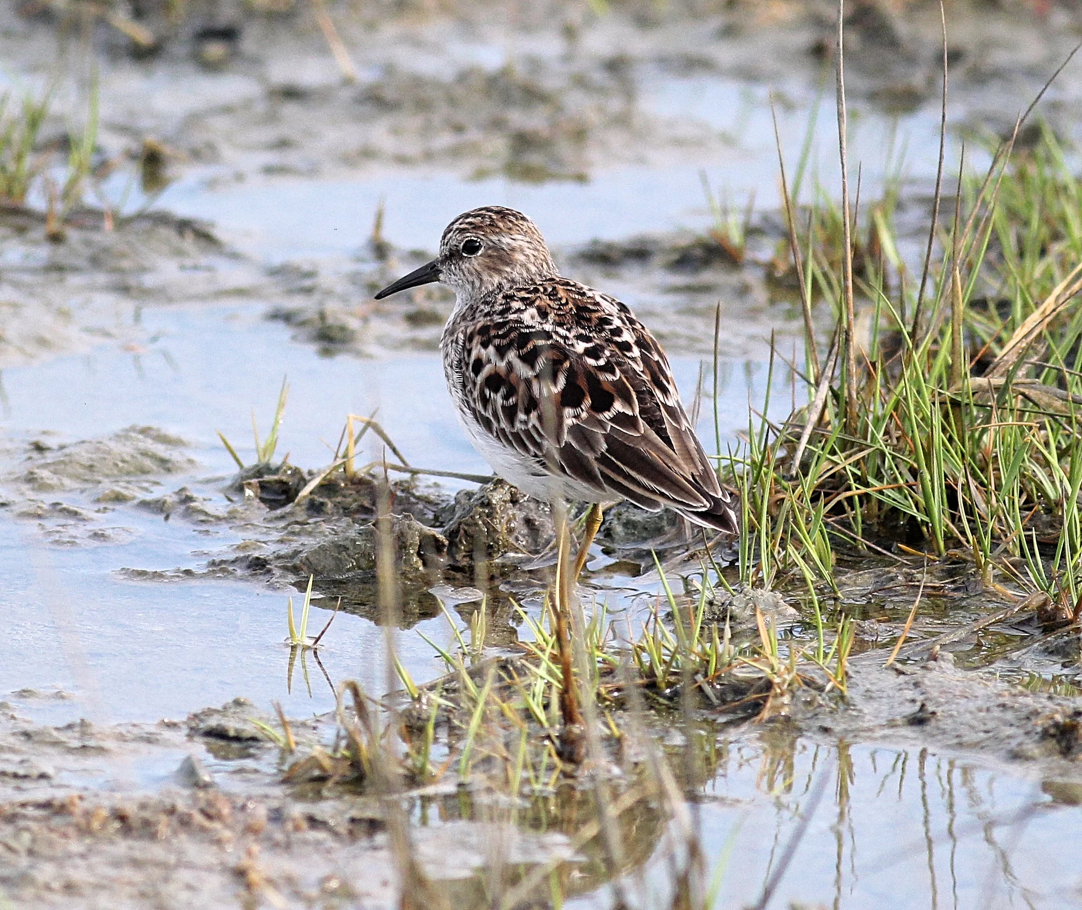 Least Sandpiper