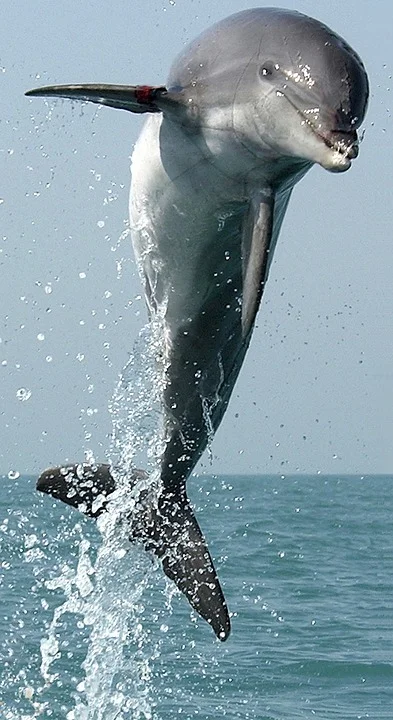 dolphin-704453_960_720.jpg