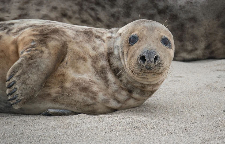 Grey Seals