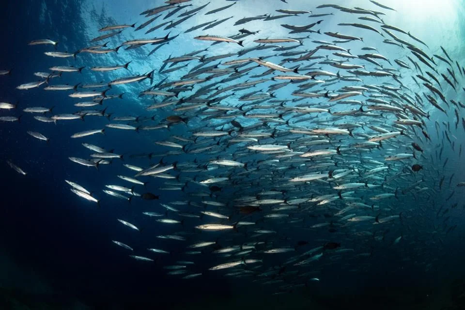 Underwater Noise Pollution