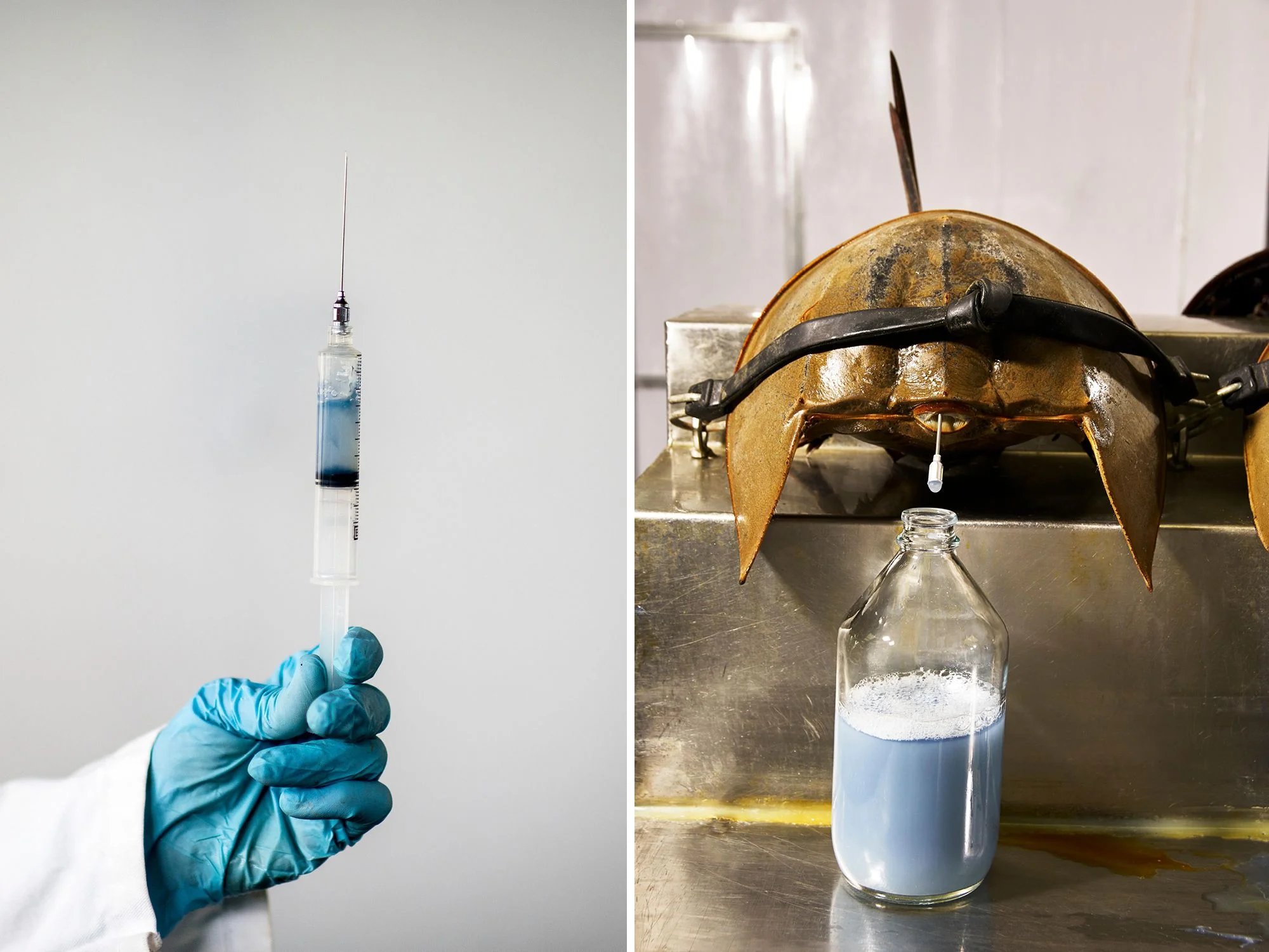 Horseshoe Crabs