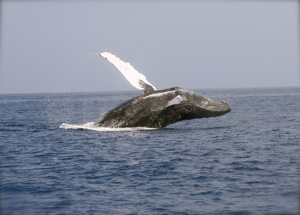 Humpback Whale