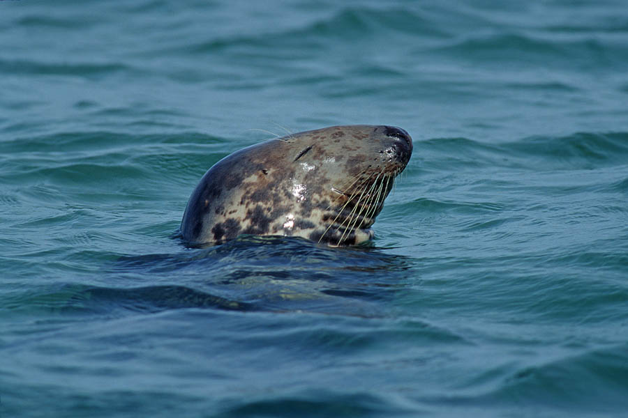 Grey Seal