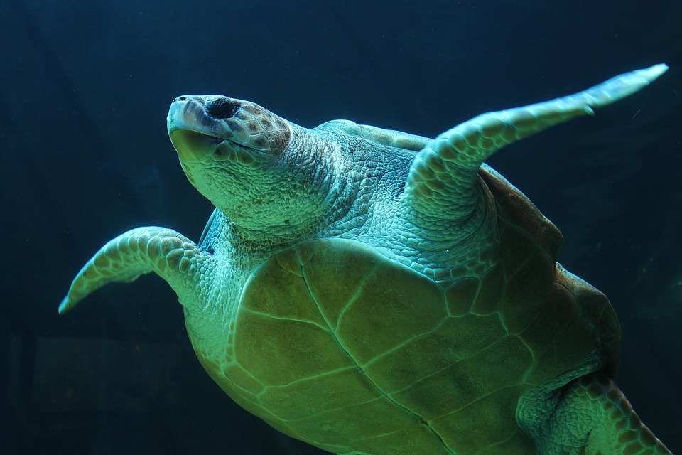 Loggerhead Sea Turtle