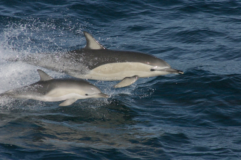Common Dolphin (adult female and juvenile)