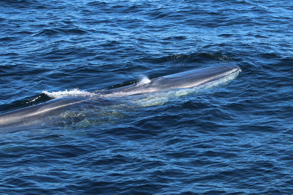 Fin back Whale