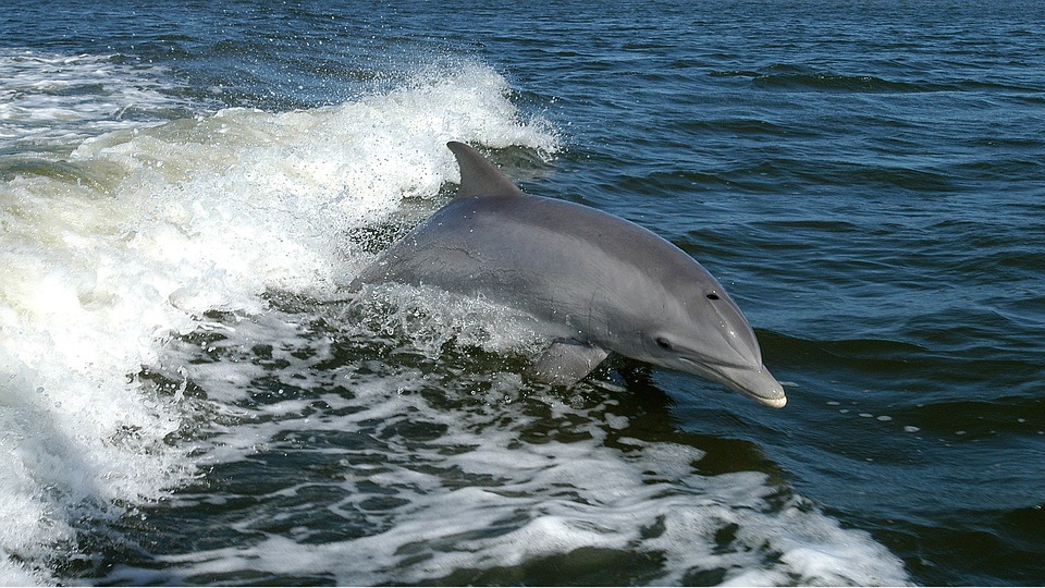 Common Bottlenose Dolphin (Copy)
