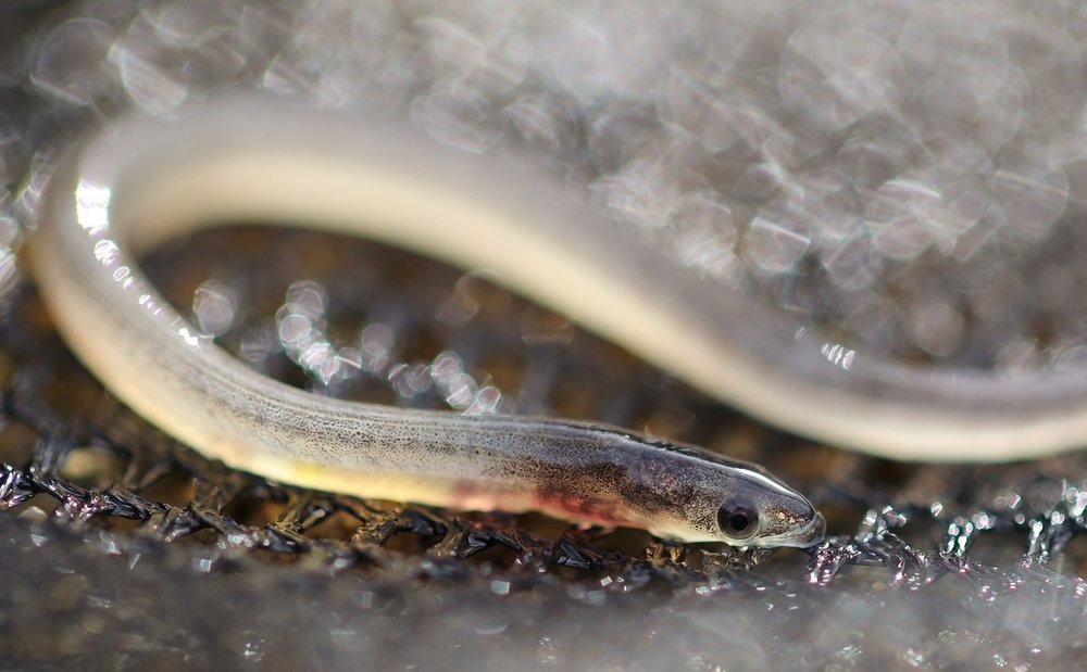 American Eel (juvenile)