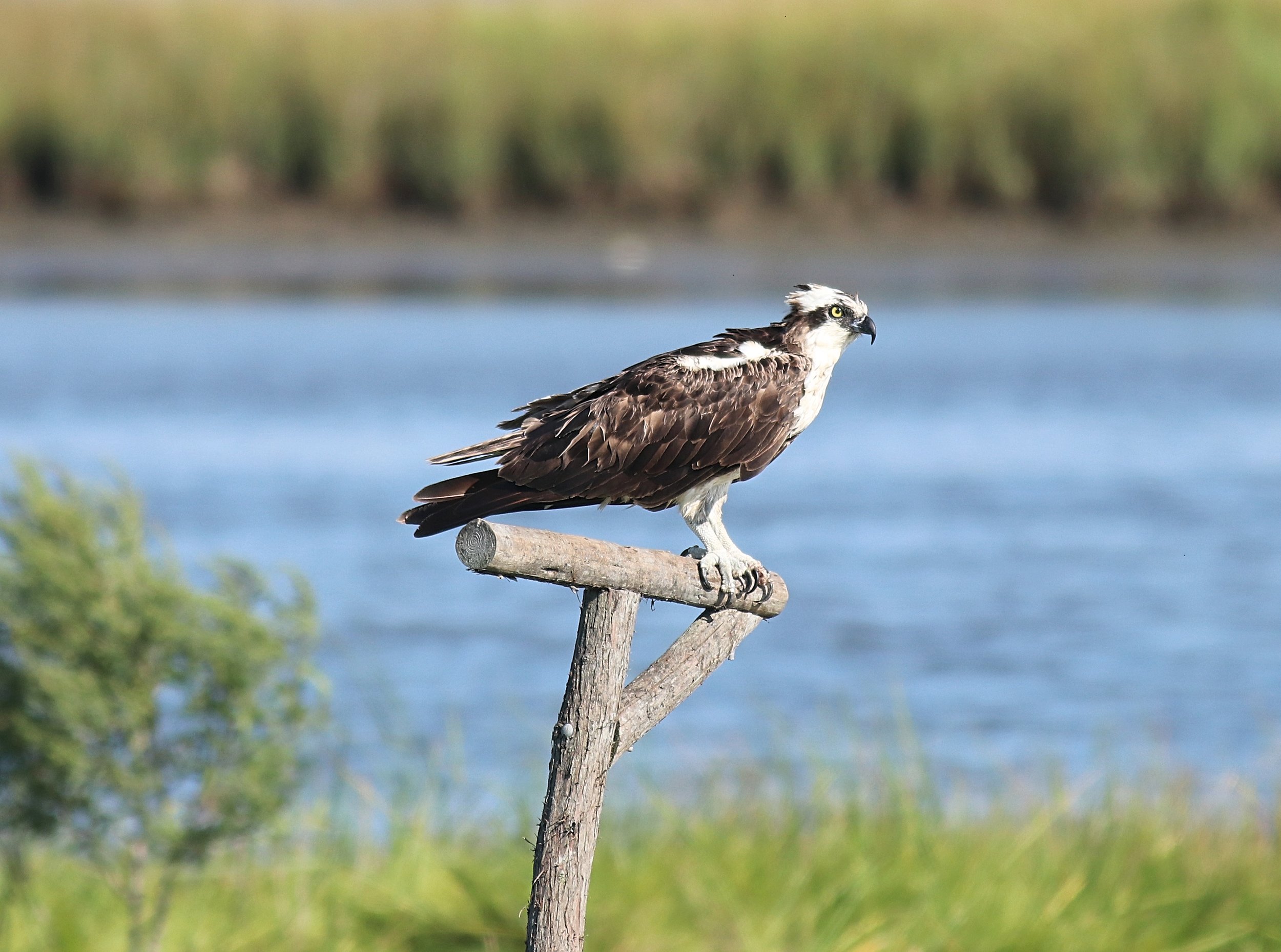 Osprey