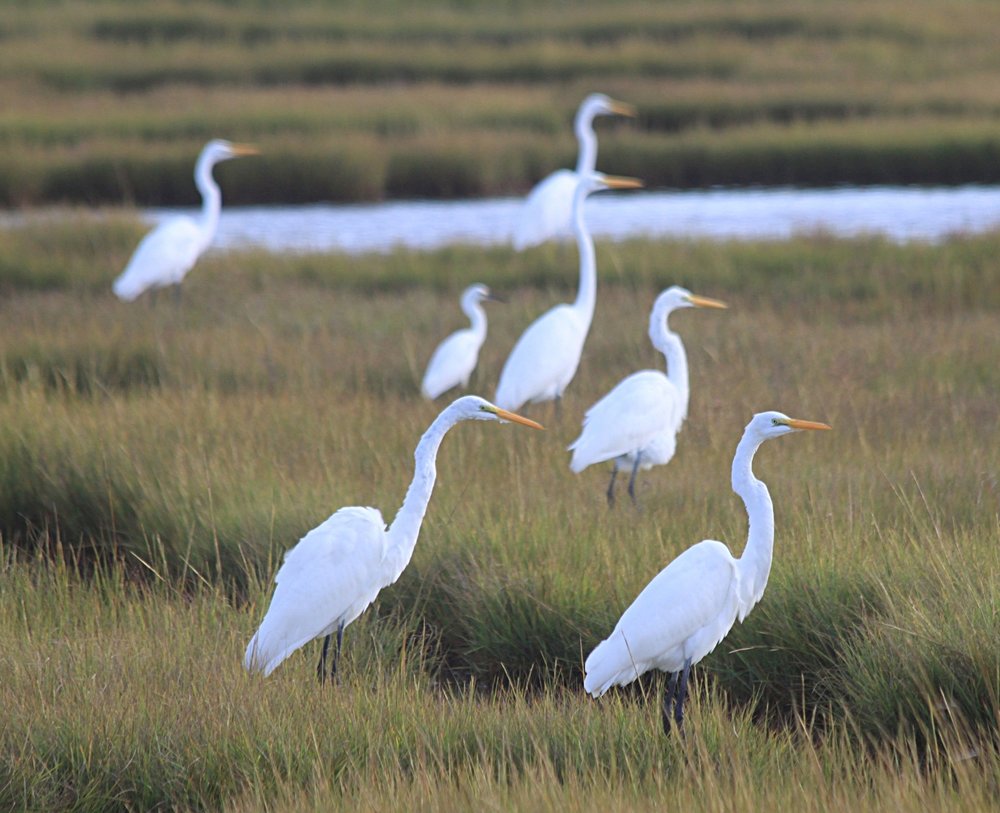 Great Egret