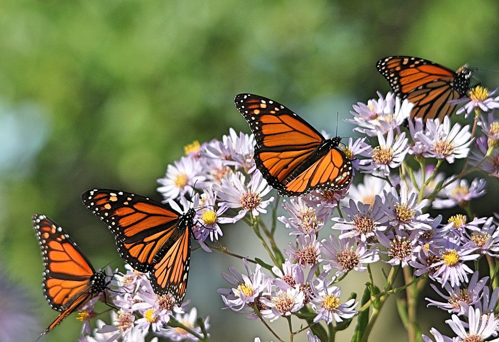 Monarch Butterfly