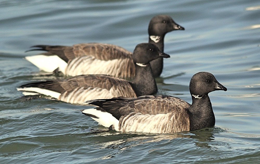 Brant sea goose